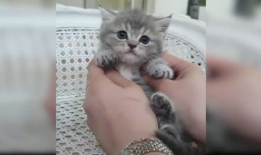 小猫咪可爱视频,小猫咪可爱视频集锦